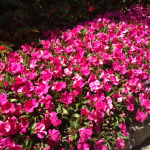 Beautiful  Butchart Gardens  - Victoria, British Columbia
